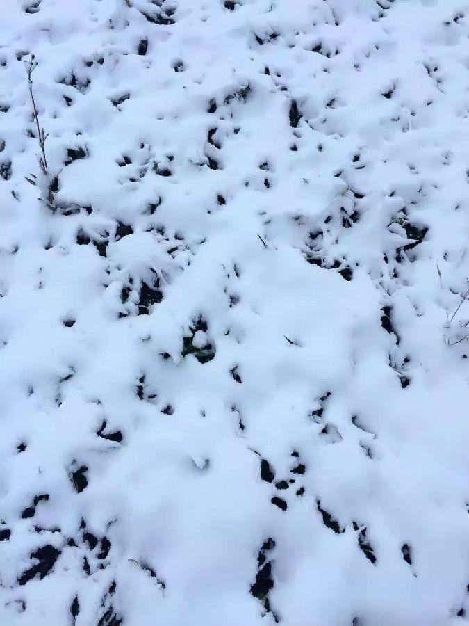 IMG_1713.JPG 濾油機濾芯_重慶下雪啦